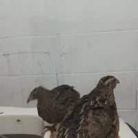 جوجه بلدرچین.گوشت بلدرچین