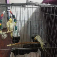 هروس هلندی  نر ماده