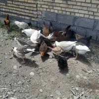 غاز|حیوانات مزرعه|اندیمشک, |دیوار