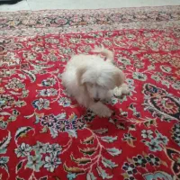 سگ پا کوتاه سفید ۴ماهه اسمش برفی حرف گوش کن