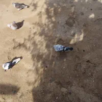 کبوتر