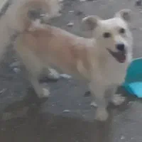 واگذاری دوعد سگ پاپی