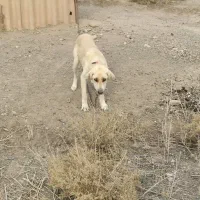 سگ سراب گله گرگرو سگ ژرمن نگهبان|سگ|صوفیان, |دیوار