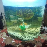 آکواریوم|ماهی|مشهد, نوید|دیوار