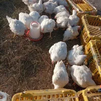 مرغ گوشتی و محلی