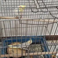 پرنده عروسک هلندی|پرنده|تهران, سردارجنگل|دیوار