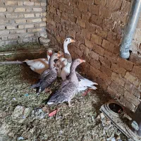 غاز جوان 5عدد|حیوانات مزرعه|قزوین, |دیوار