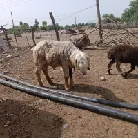 قورچ یا قورج