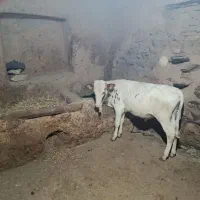 گوساله نر سیمینتال|حیوانات مزرعه|کلاترزان, |دیوار