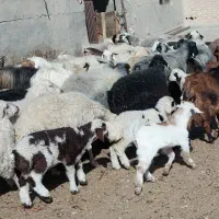 گوسفند زنده