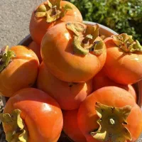 فروش انواع نهال های مثمر و غیر مثمر|خدمات باغبانی و درختکاری|رشت, منظریه|دیوار