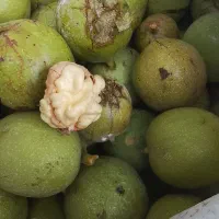 گردوی روغنی سفید