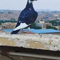 ۴دورگ