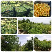 باغشهری سپیدان (کوشکک و شیربابا)|فروش دفتر صنعتی، کشاورزی، تجاری|سپیدان, |دیوار