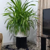 گل طبیعی|گل و گیاه طبیعی|سنندج, |دیوار