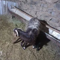 140000000|حیوانات مزرعه|شاخنات, |دیوار