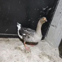 ۲۵ قطعه غاز در وزن های ۲تا ۳/۵|حیوانات مزرعه|تنکابن, |دیوار