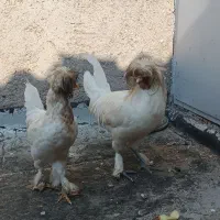 خروس سلطان