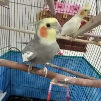 عروس هلندی نر و ماده