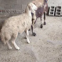 بره چهارماه ماده عطیقه بشرط لخت شدن فقط بره فروشی