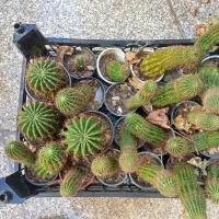 کاکتوس|گل و گیاه طبیعی|یزد, |دیوار