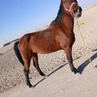 مادیون|اسب و تجهیزات اسب‌سواری|رودشت (اصفهان), |دیوار