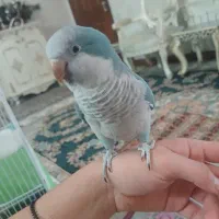 طوطی راهب فول دستی