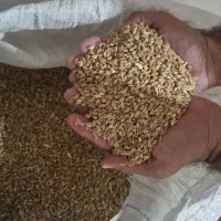 گندم پیشگام ابی وبذری