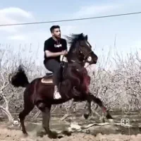 اسب کرد|اسب و تجهیزات اسب‌سواری|بوئین زهرا, |دیوار