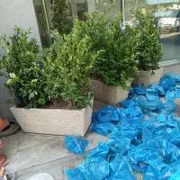 خدمات باغبانی تعویض خاک گلدان طراحی باغچه باغبان