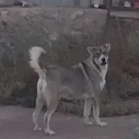 سک سرابی ماده ۱۱ ماهه