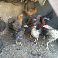 مرغ|حیوانات مزرعه|نهاوند, |دیوار