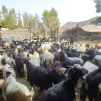 200 راس بز. گله کامل.|حیوانات مزرعه|اهواز, کیان اباد|دیوار