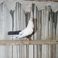 پرنده واگزاری