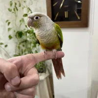 ۱ جفت طوطی گرینچیک رام و دستی و سخنگو