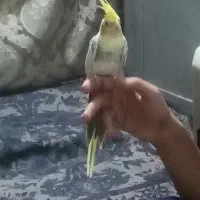 عروس هلندی دستی|پرنده|سراوان, |دیوار