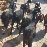 ۱۲تا بز جوان هم داشتی هم چاغ جفتی ۳۰ ملیون