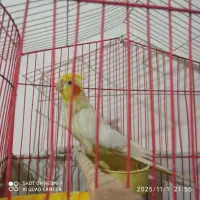 عروس هلندی|پرنده|زاهدان, |دیوار