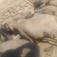 غوچ داشتی جوان هیکلی|حیوانات مزرعه|دهدشت, |دیوار