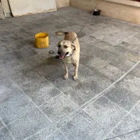 سگ نگهبان|سگ|بومهن, |دیوار