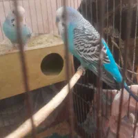 یک جفت مرغ عشق|پرنده|تبریز, |دیوار