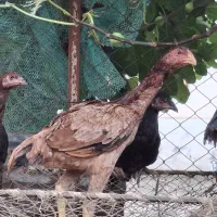 لاری|حیوانات مزرعه|تالش, جوکندان|دیوار