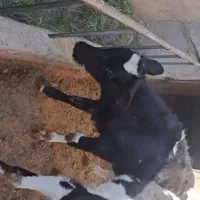 ۶راس گوساله نر درجه ۱ گاو|حیوانات مزرعه|گلپایگان, |دیوار