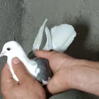یک‌جفت‌کفتر‌پرشی‌|پرنده|قم, نیروگاه|دیوار