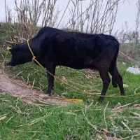 گاوچاق قربانی دورگ