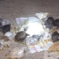 جوجه محلی