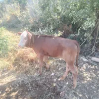 گوساله دوعدد ماده سمینتال  مور