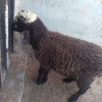 بره علف خور