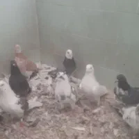 کبوتر دونه ۱۰۰