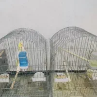 گمشده عروس هلندی